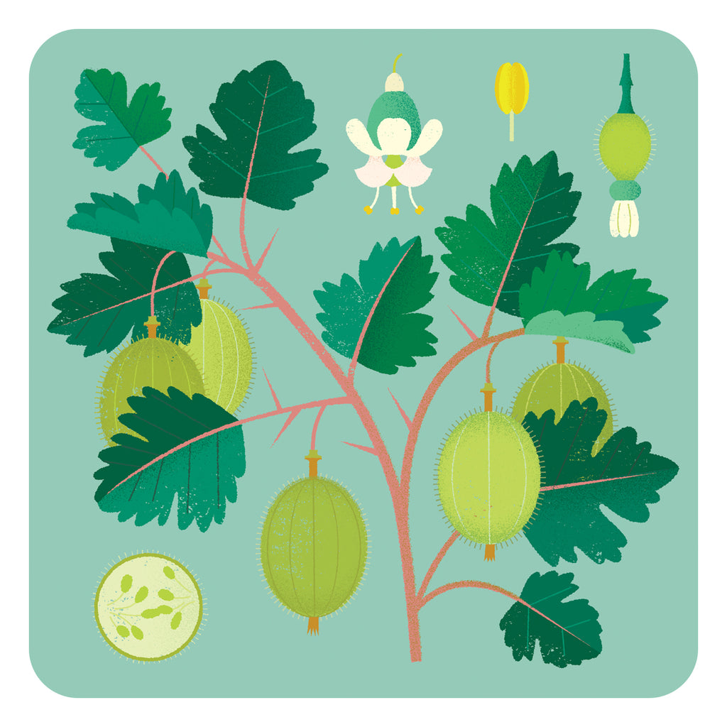 gillian blease gooseberry fruit design placemat place mat tablemat table mat melamine made in uk