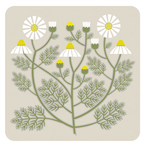 Herbs: Camomile table mats